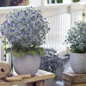 Eryngium Magical® Blue Globe