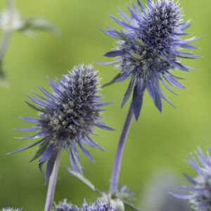 Eryngium Magical® Purple Falls