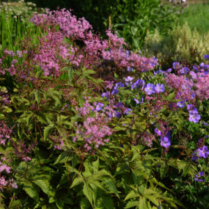 Filipendula Red Umbrella's