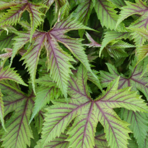 Filipendula Red Umbrella's