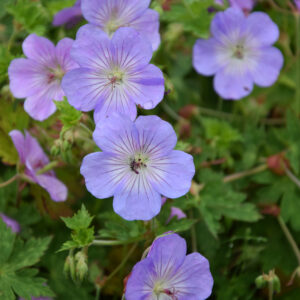 Geranium wallichianum Azure Rush