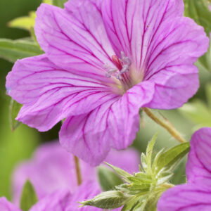 Geranium hybrid Blushing Turtle