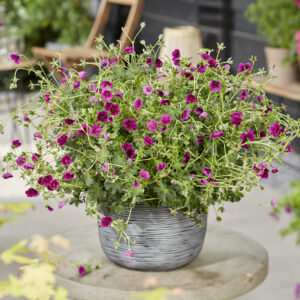 Geranium cinereum Jolly Jewel™ Purple