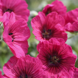 Geranium cinereum Jolly Jewel™ Raspberry