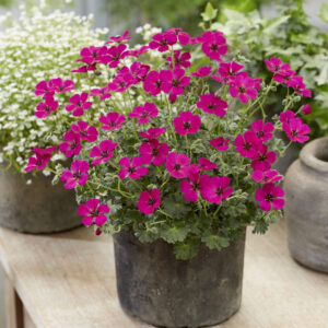 Geranium cinereum Jolly Jewel™ Red