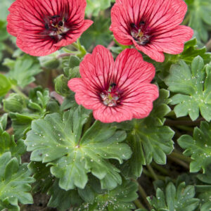 Geranium cinereum Jolly Jewel™ Salmon