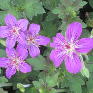 Geranium wlassovianum Lakwijk Star