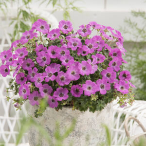Geranium cinereum Jolly Jewel™ Hot Pink