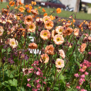 Geum Cocktails™ Mai Tai