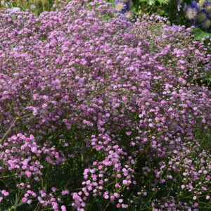 Gypsophila Festival™ Pink Lady
