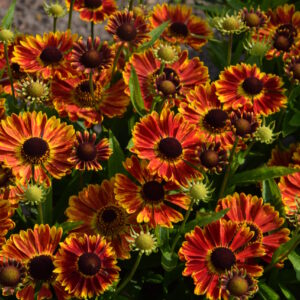 Helenium Mariachi™ Bandera