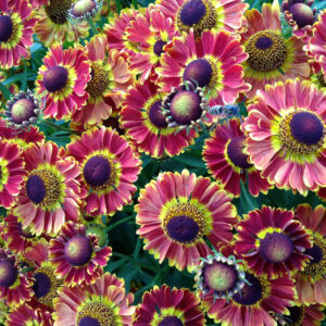 Helenium Mariachi™ Fuego