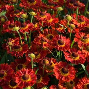 Helenium Mariachi™ Ranchera
