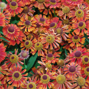 Helenium Mariachi™ Siesta