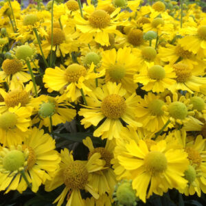 Helenium Mariachi™ Sombrero