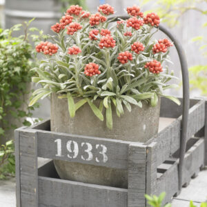 Helichrysum Cluster™ Ember Glow