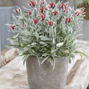 Helichrysum Cluster™ Red Jewel