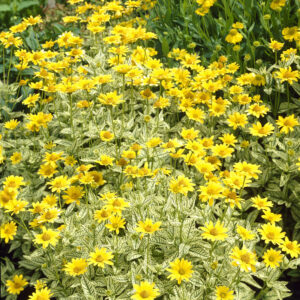 Heliopsis helianthoides Loraine Sunshine