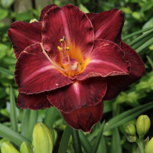 Hemerocallis Double Burgundy Love