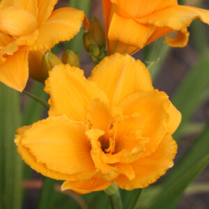 Hemerocallis Condilla