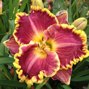 Hemerocallis Ruffled Daria