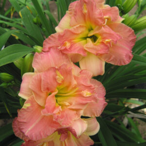 Hemerocallis Double Lacy Doily