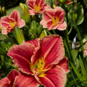 Hemerocallis 500+ Little Anna Rosa