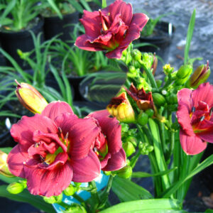 Hemerocallis Double Little Red Baron