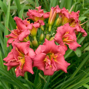 Hemerocallis Double Little Showstopper