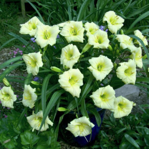 Hemerocallis 500+ Longfields Pearl