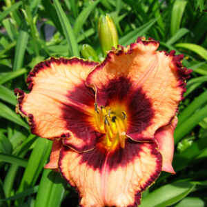 Hemerocallis 500+ Madeline Nettles Eyes