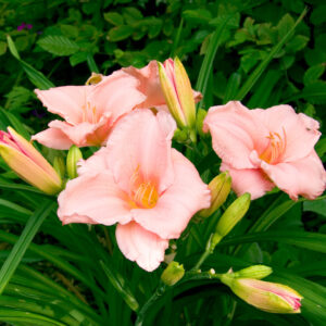 Hemerocallis 500+ On and On