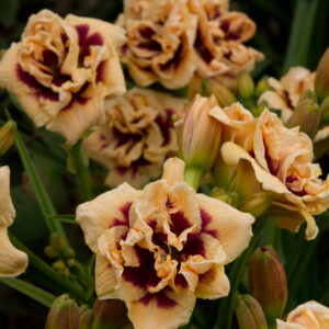 Hemerocallis Roswhita