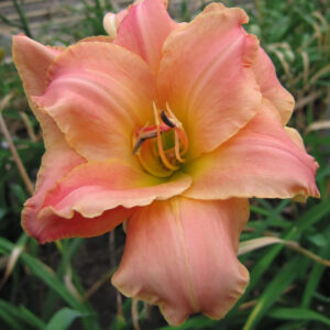 Hemerocallis Double Think Pink