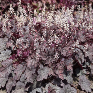Heucherella Infinity