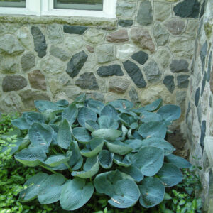 Hosta Big Daddy