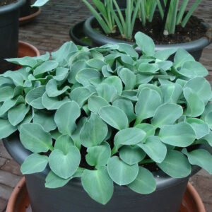 Hosta Blue Mouse Ears