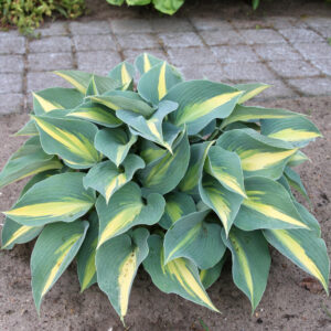 Hosta Catherine