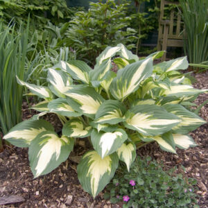Hosta Christmas Candy