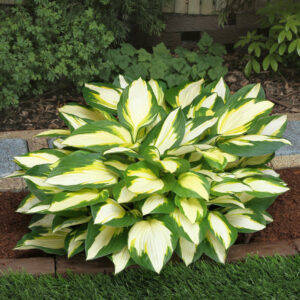 Hosta Color Festival ®