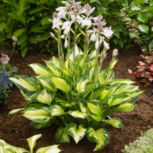 Hosta Coloured Hulk