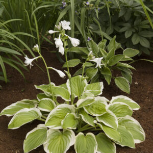 Hosta Diana Remembered