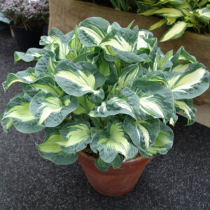 Hosta Golden Meadows