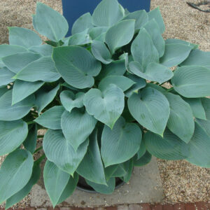 Hosta Halcyon