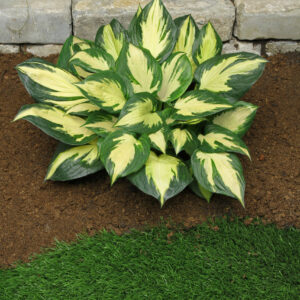 Hosta Morning Star