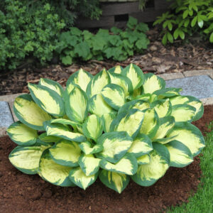 Hosta Popcorn