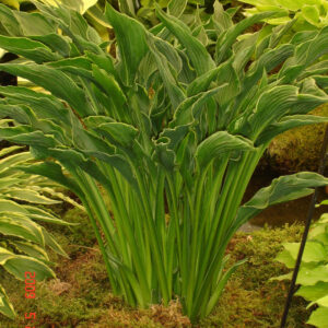 Hosta Praying Hands