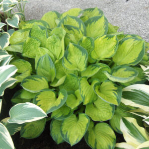 Hosta Rainforest Sunrise