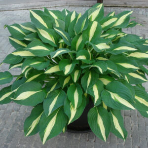 Hosta Risky Business