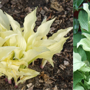 Hosta White Feather®